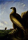 Washington Canvas Paintings - Washington Sea Eagle